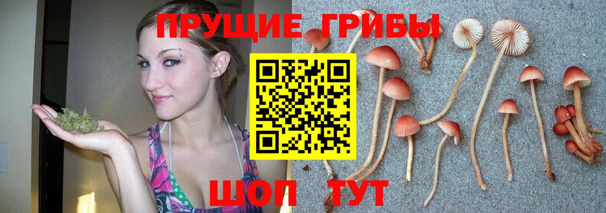 Псилоцибиновые грибы Psilocybine cubensis Дзержинский